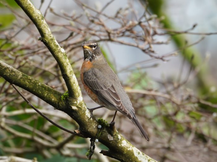 American Robin
