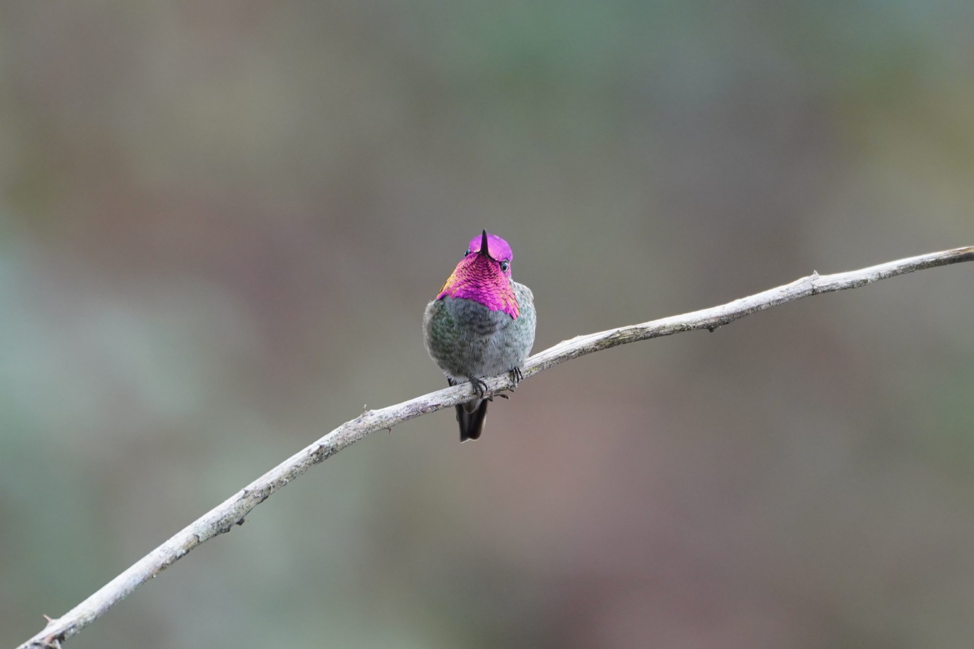 Anna's Hummingbird