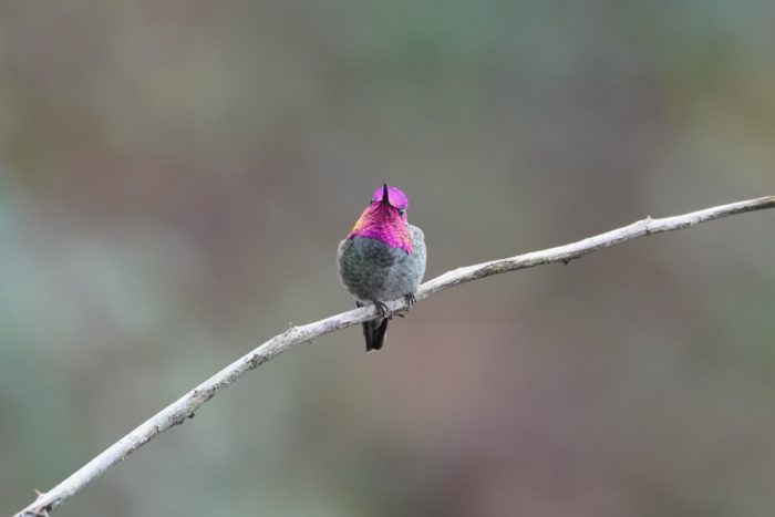 Anna's Hummingbird