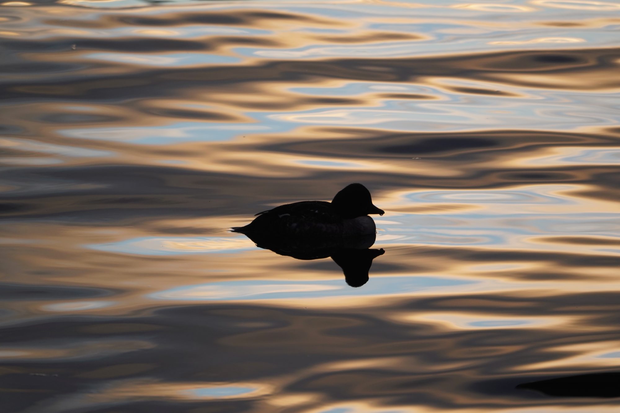 Common Goldeneye at sunset