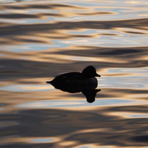 Common Goldeneye at sunset