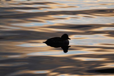 Common Goldeneye at sunset