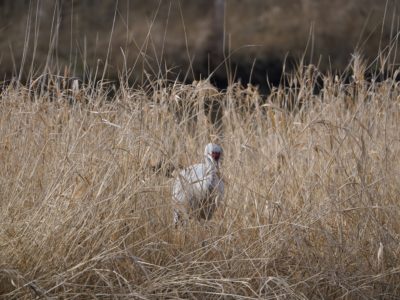 Sandhill Crane