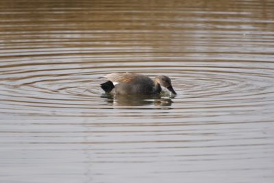 Gadwall