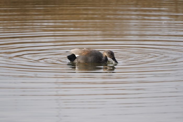 Gadwall