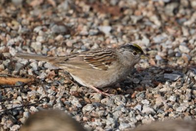 Golden-crowned Sparrow