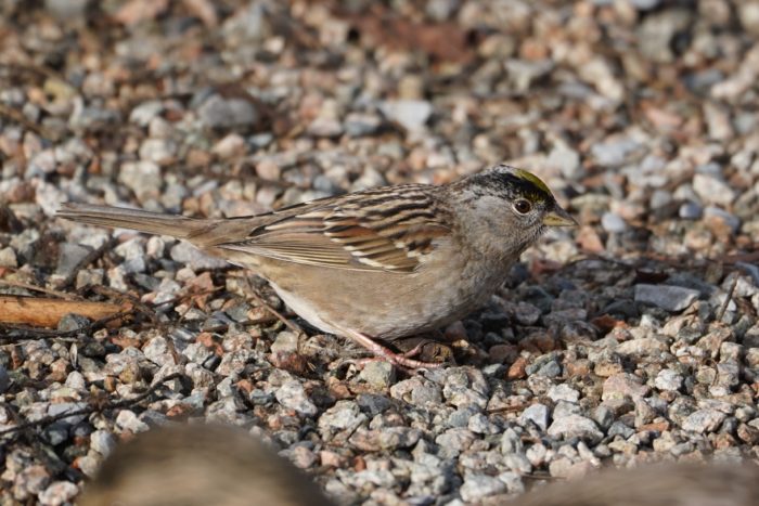 Golden-crowned Sparrow