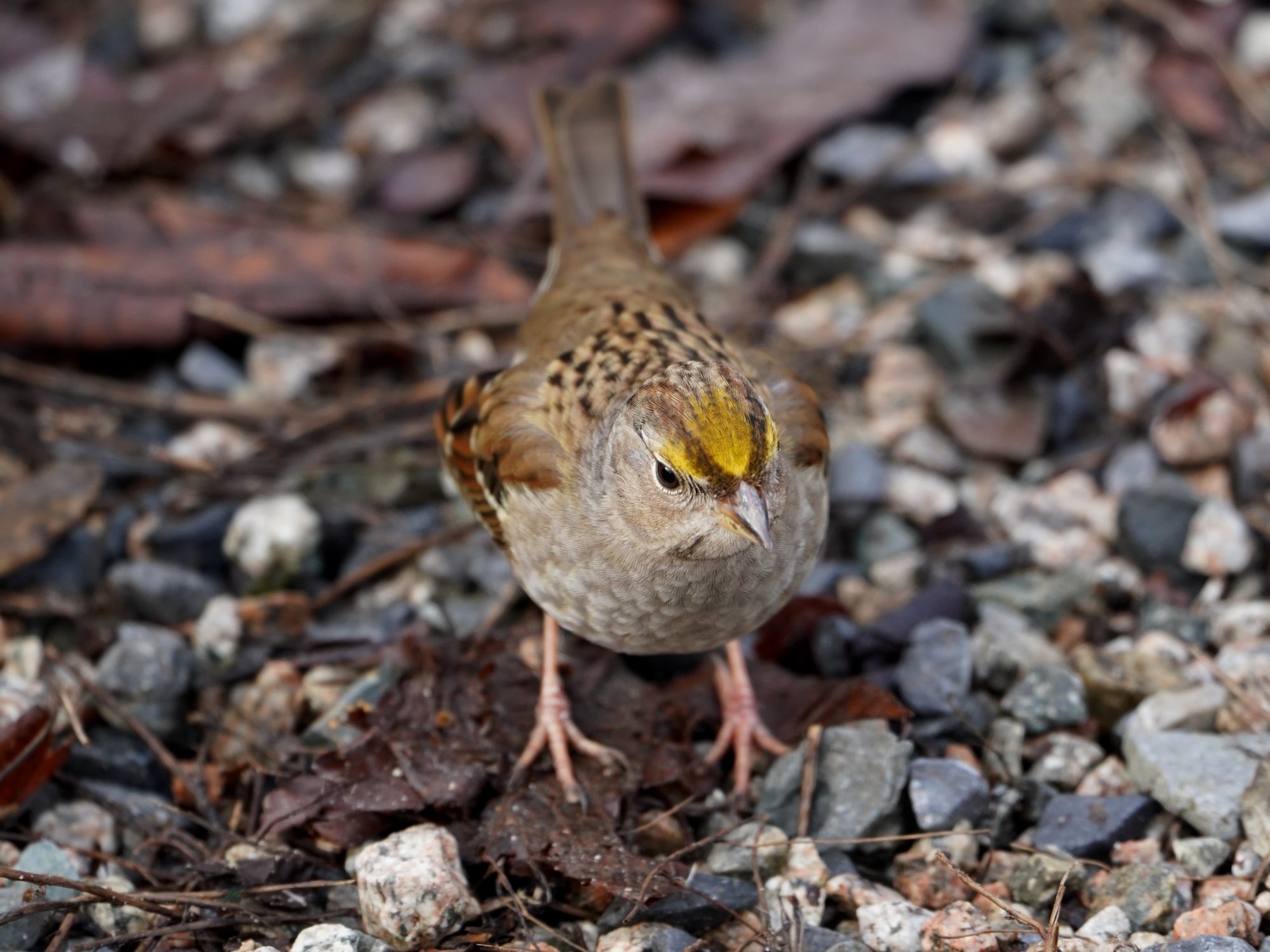 Golden-crowned Sparrow