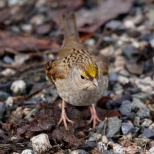 Golden-crowned Sparrow