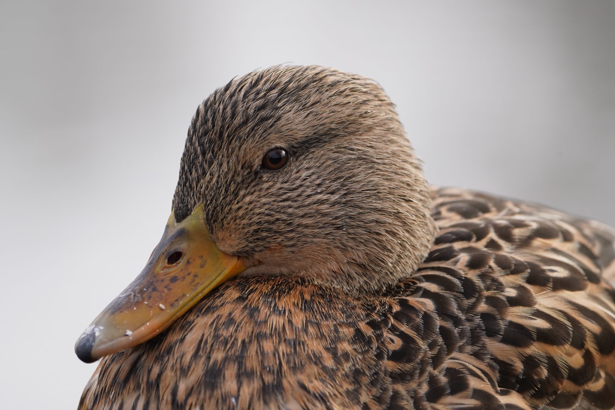 Mallard Duck