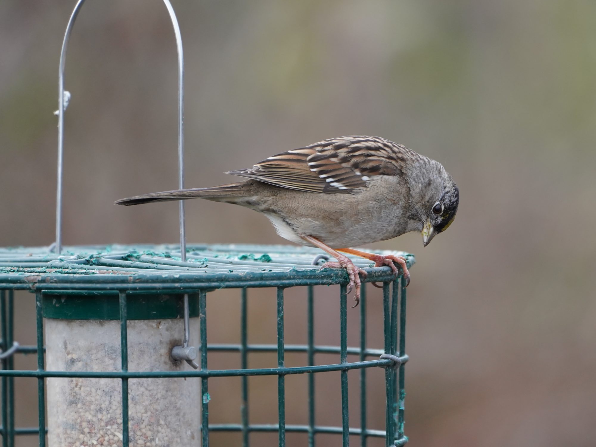 Golden-crowned Sparrow on feeder