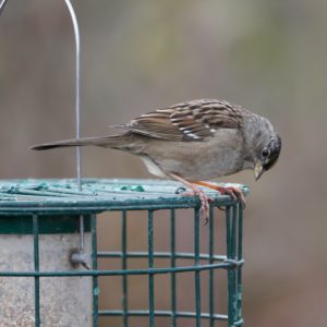 Golden-crowned Sparrow on feeder