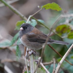 Dark-eyed Junco