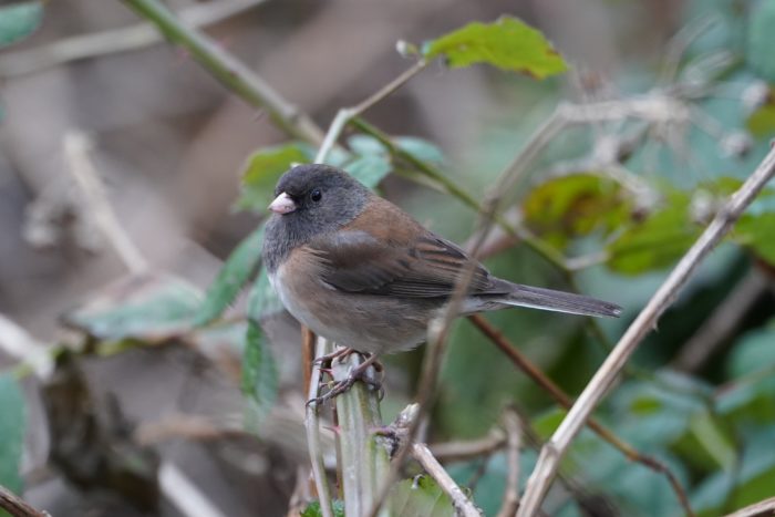 Dark-eyed Junco