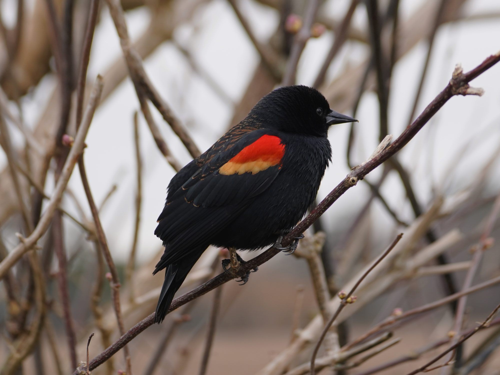 Red-winged Blackbird