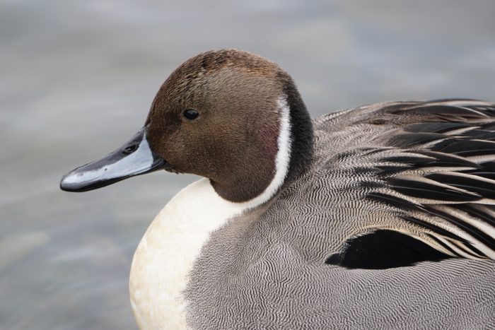 Northern Pintail, male