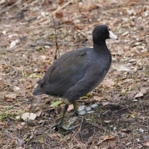 American Coot