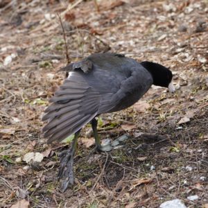 American Coot