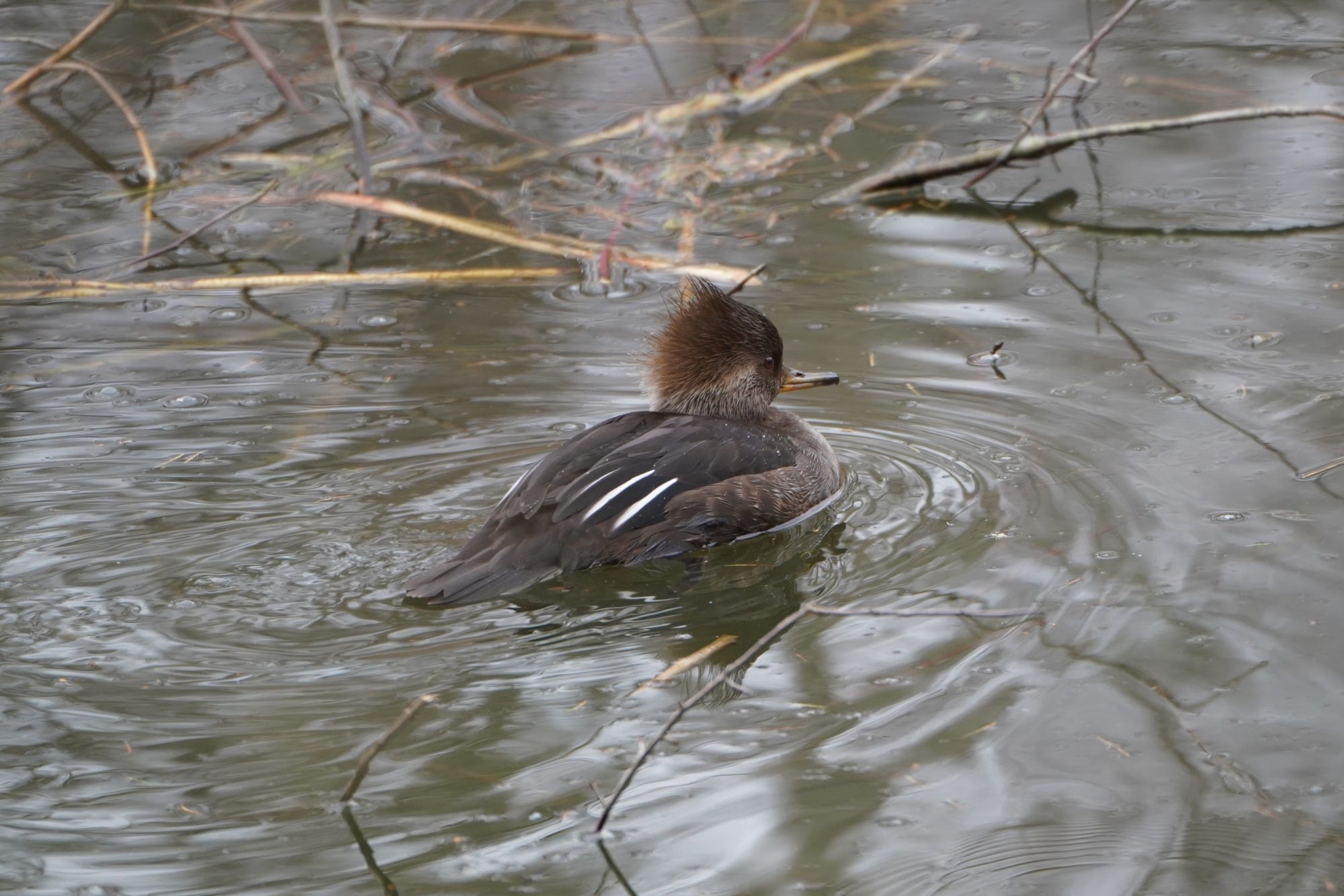 Hooded Merganser, female