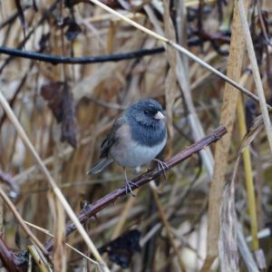 Dark-eyed Junco