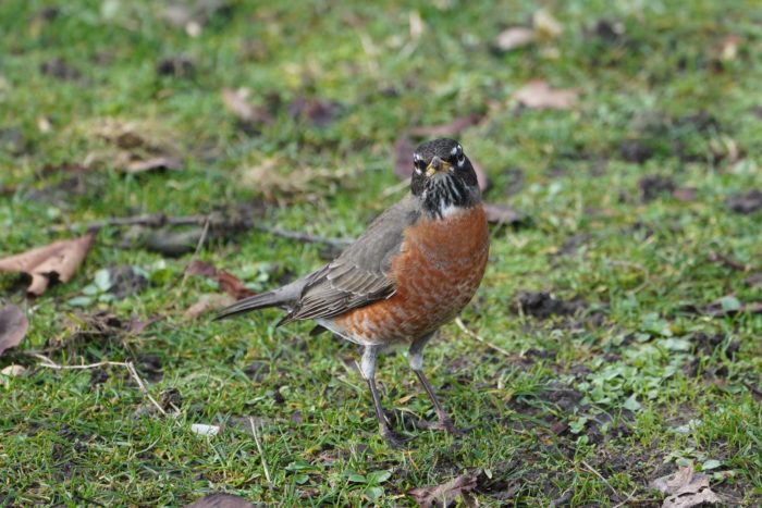 American Robin