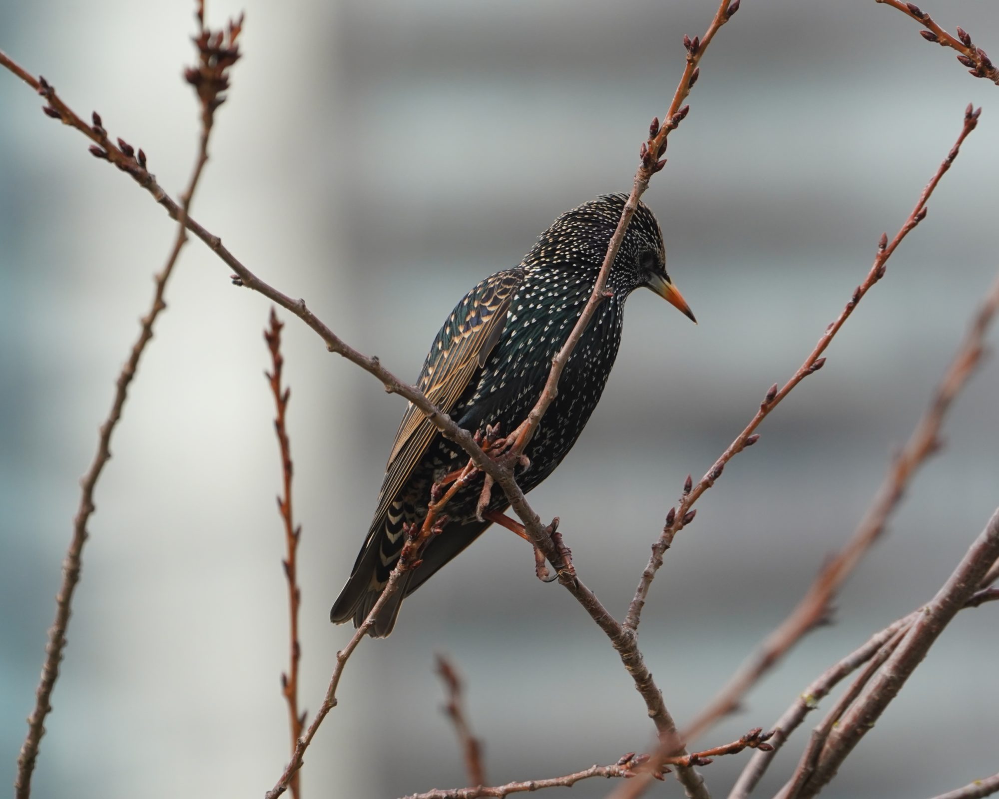 European Starling