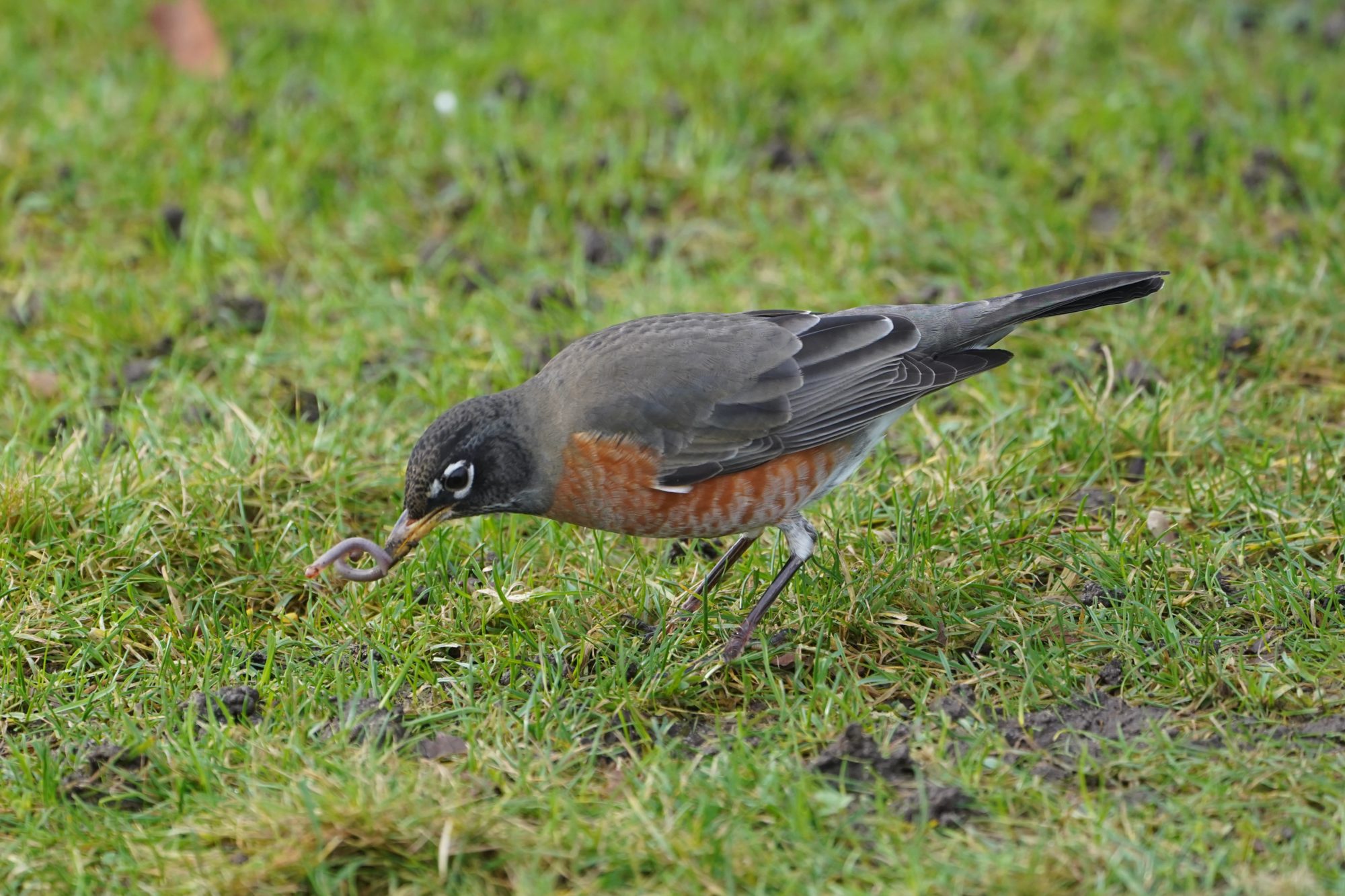 Robin pulling out a worm