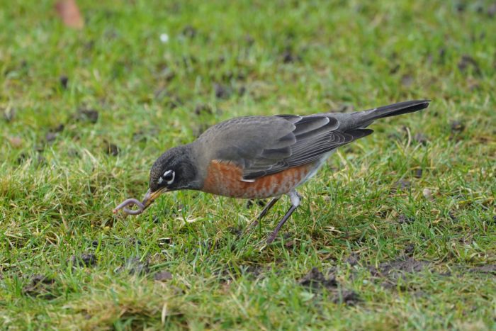 Robin pulling out a worm