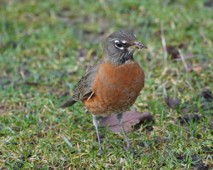 American Robin