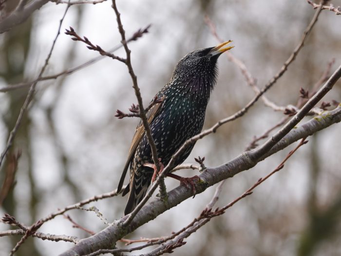 European Starling