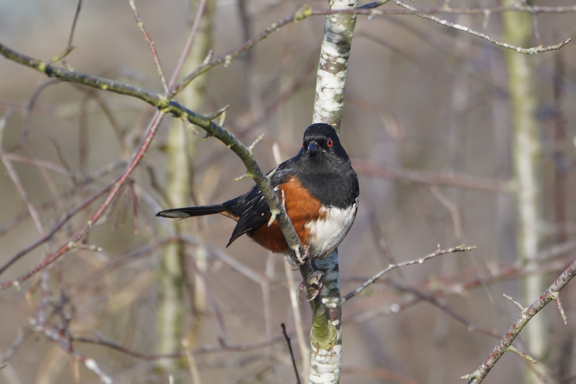 Spotted Towhee