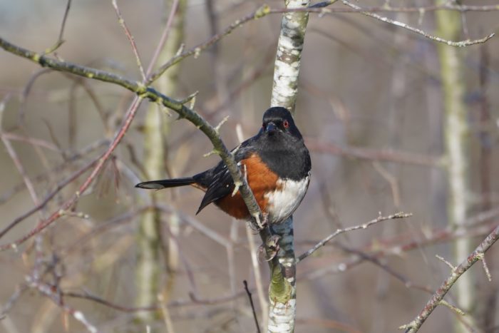 Spotted Towhee