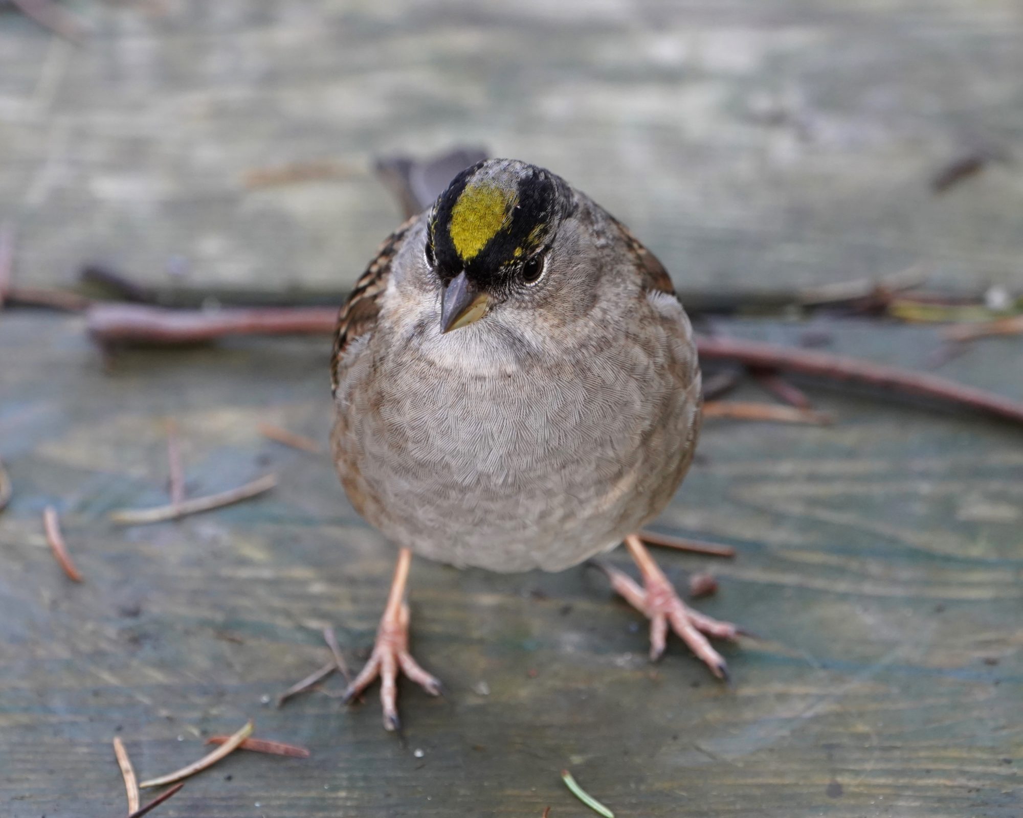 Golden-crowned Sparrow