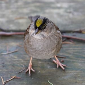 Golden-crowned Sparrow
