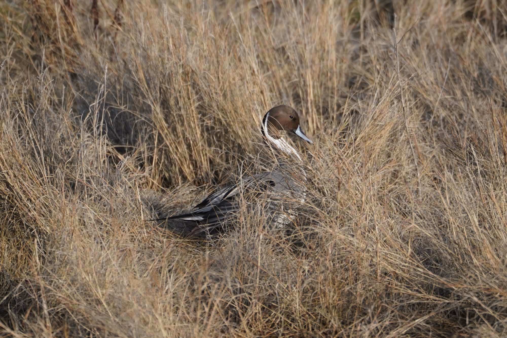 Northern Pintail