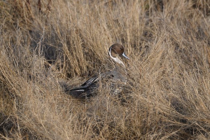 Northern Pintail