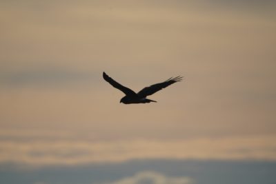 Northern Harrier