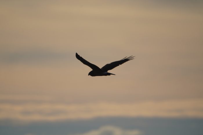 Northern Harrier