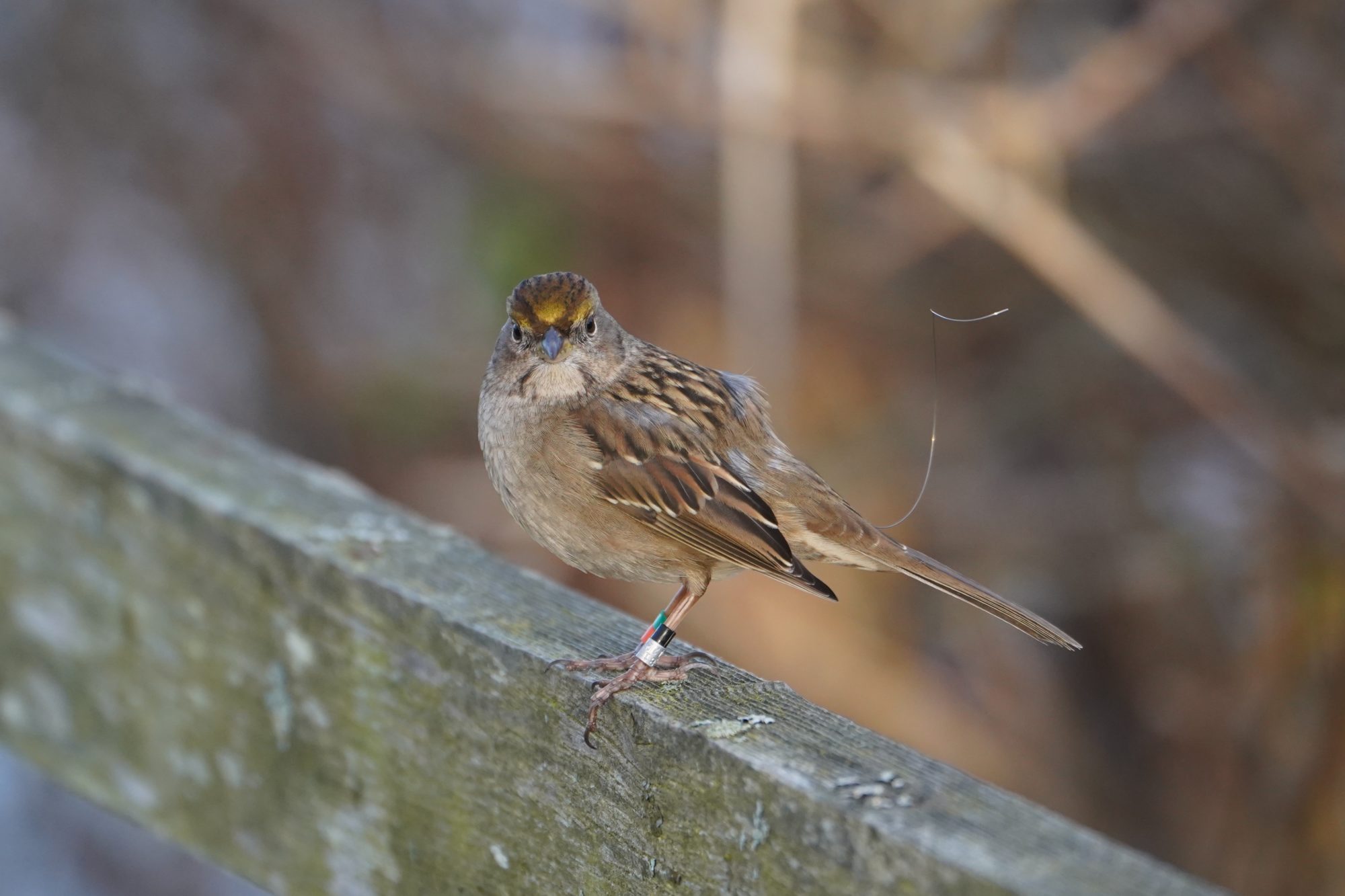 Golden-crowned Sparrow with antenna