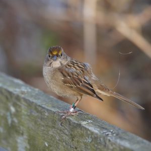 Golden-crowned Sparrow with antenna