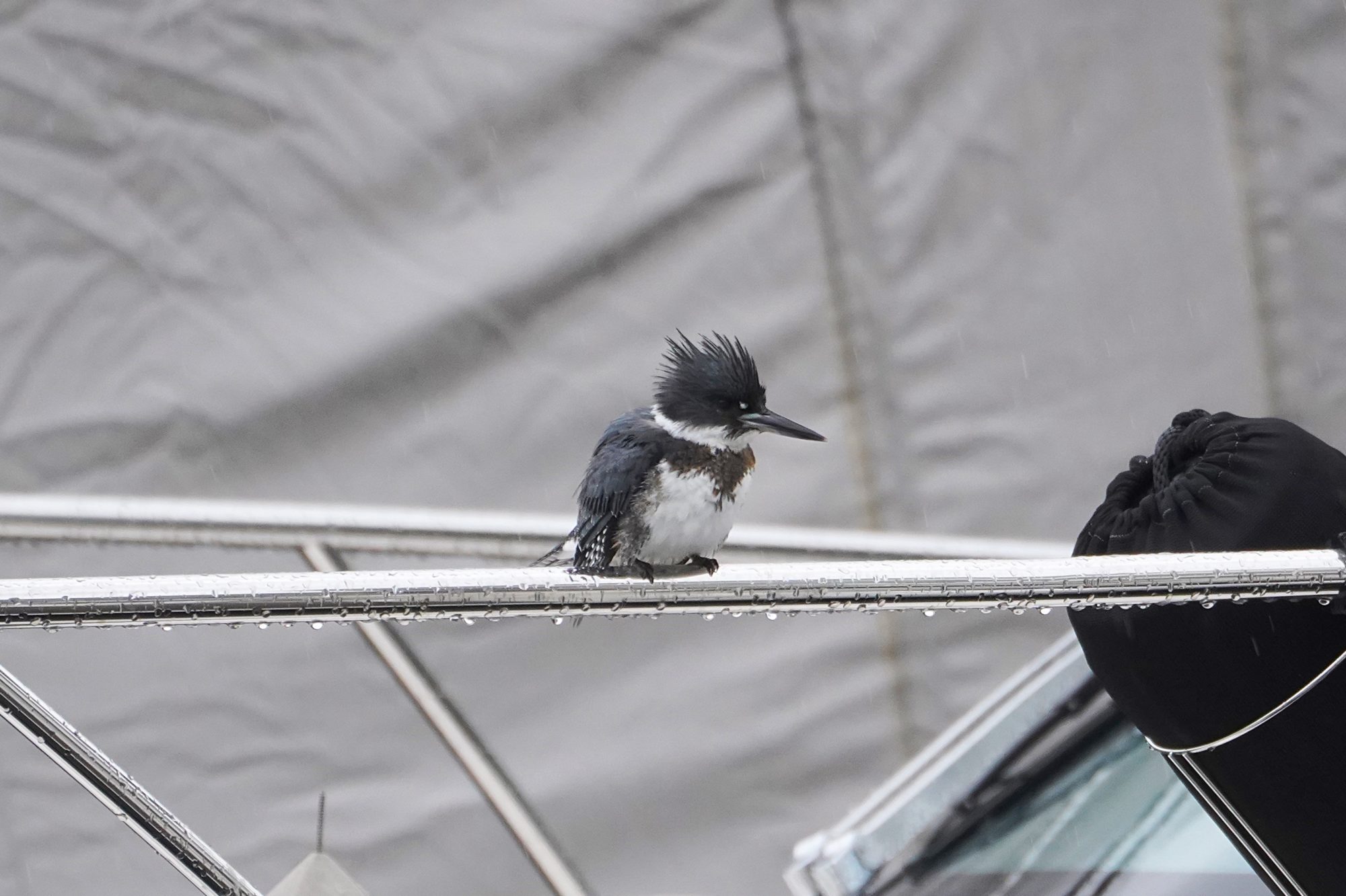 Belted Kingfisher