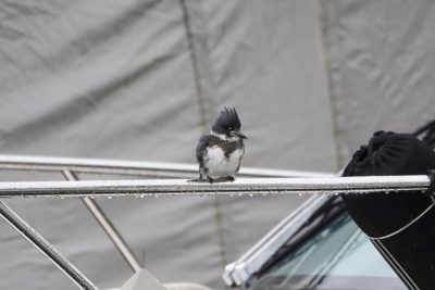 Belted Kingfisher