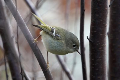 Ruby-crowned Kinglet