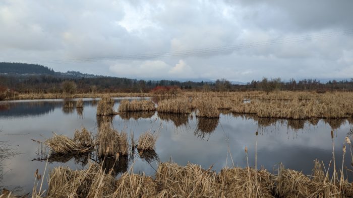 Colony Farm pond