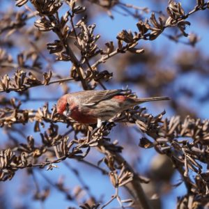 House Finch, male