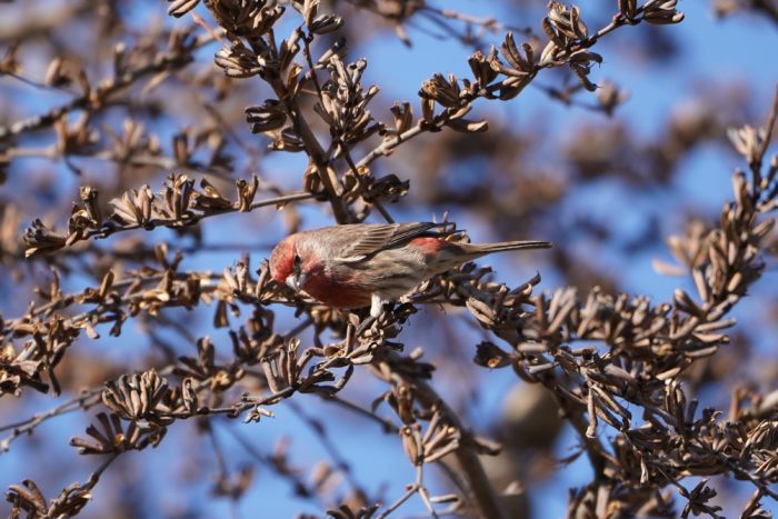 House Finch, male