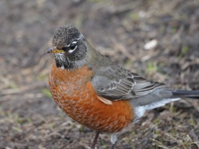 American Robin