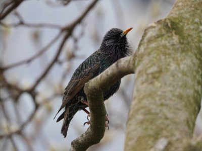 European Starling