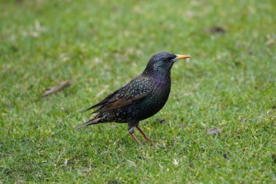 European Starling