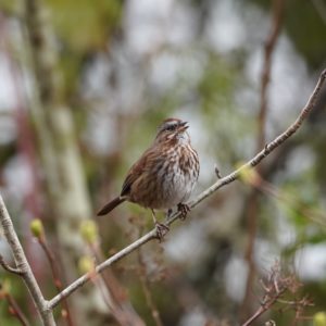 Song Sparrow